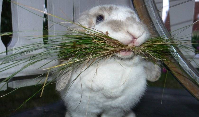 Можно ли кроликам давать сырой картофель: правила введения в рацион
