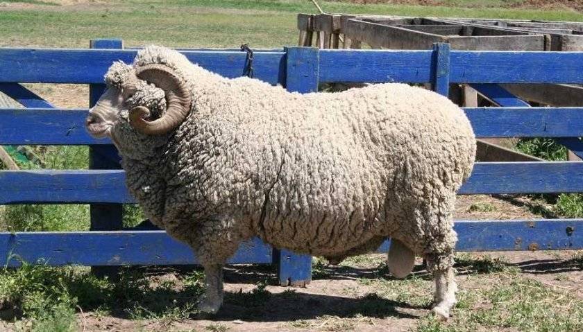 Меринос: характеристики породы овец и особенности содержания