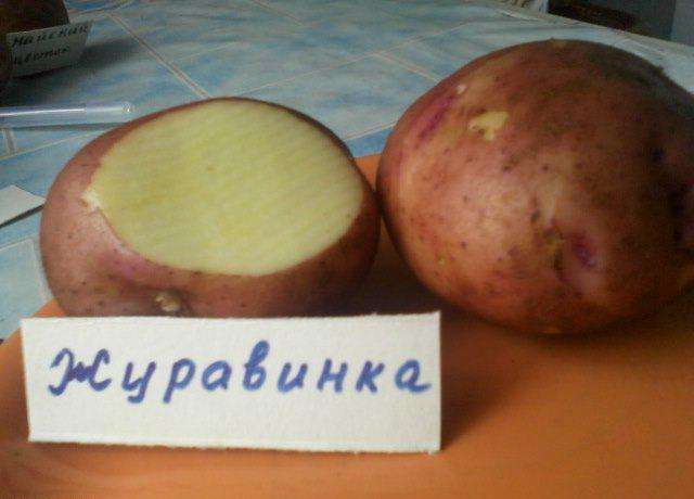 Сорт картофеля «журавушка»: характеристика, описание, урожайность, отзывы и фото