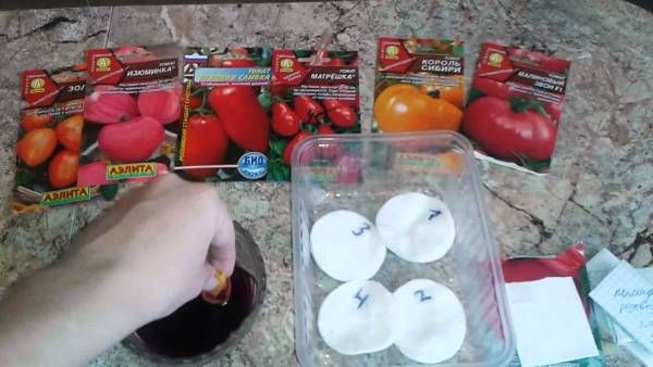 Урожайный сорт для вашей грядки — томат биф: характеристики и полное описание помидоров