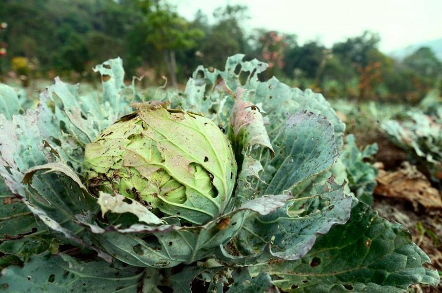 Народные средства от вредителей капусты – чем обработать растения