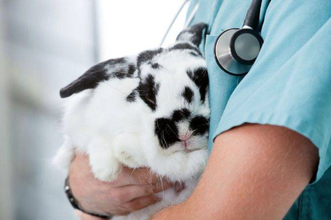 Лечение и профилактика пододерматита у кролей