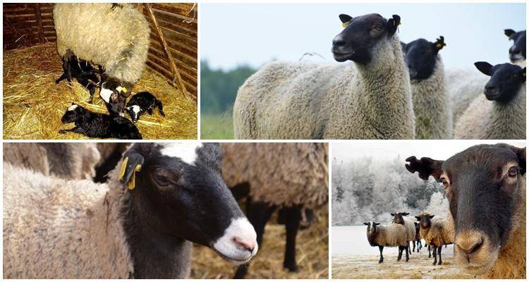 Особенности и характеристика тонкорунных овец, ТОП 6 пород и выход шерсти