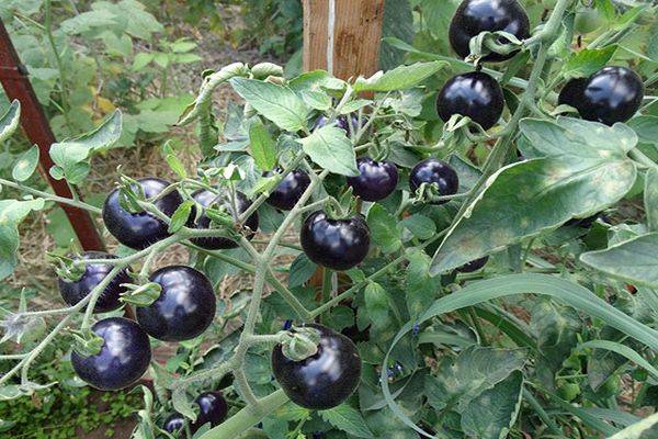 Томат черная гроздь: описание, выращивание, защита, отзывы