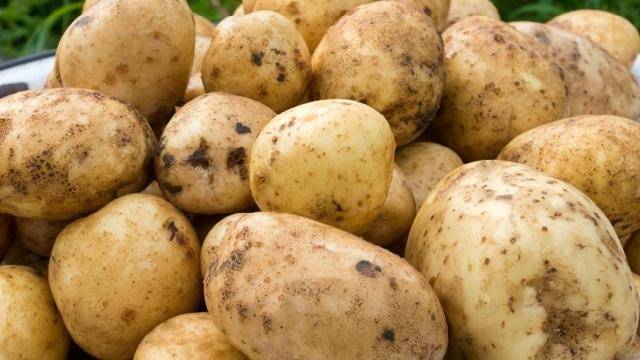 Картофель санте: описание и характеристика сорта, особенности выращивания