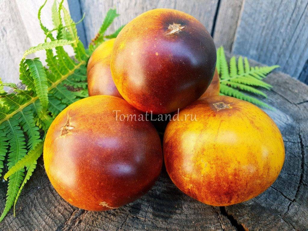 Томат мармелад оранжевый: характеристика и описание сорта с фото