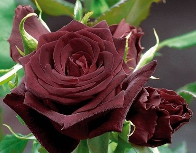 Выращивание черной чайно-гибридной розы блэк баккара