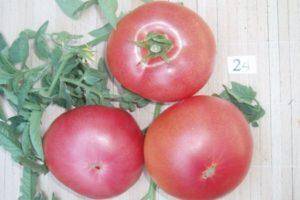 Индетерминантный сорт томата «ожаровский малиновый»: фото, отзывы, описание, характеристика, урожайность
