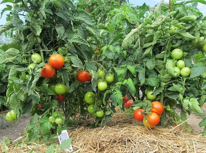Описание и характеристика сорта томатов яблонька россии, урожайность и выращивание
