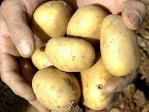Сорт картофеля «киранда»: характеристика, описание, урожайность, отзывы и фото