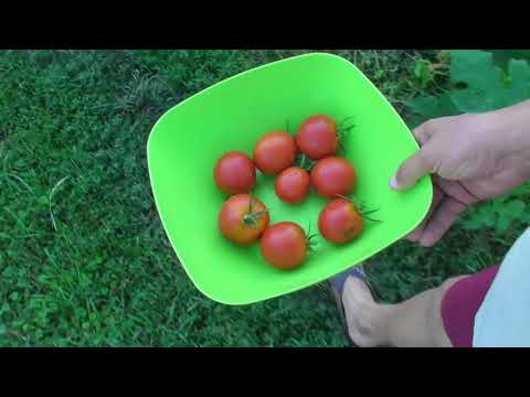 Описание сорта томата Яна, особенности выращивания и урожайность