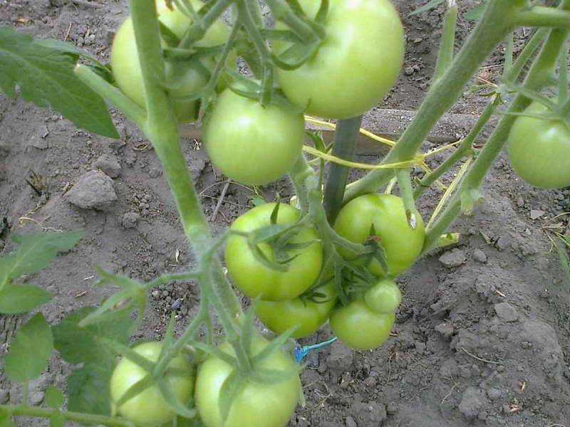 Характеристики и описание сорта томата денежный мешок, его урожайность