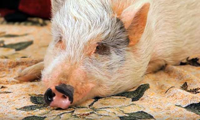 Как проходят роды у свиньи и какова роль человека в процессе опороса?