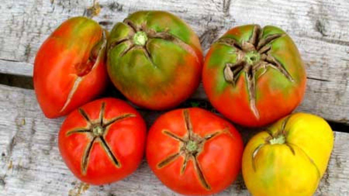 Узнайте за 5 минут от чего трескаются помидоры в теплице
