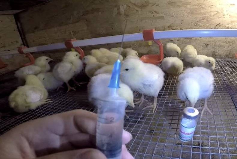 Схема пропойки цыплят-бройлеров антибиотиками и витаминами, рекомендуемые препараты — изучаем детально