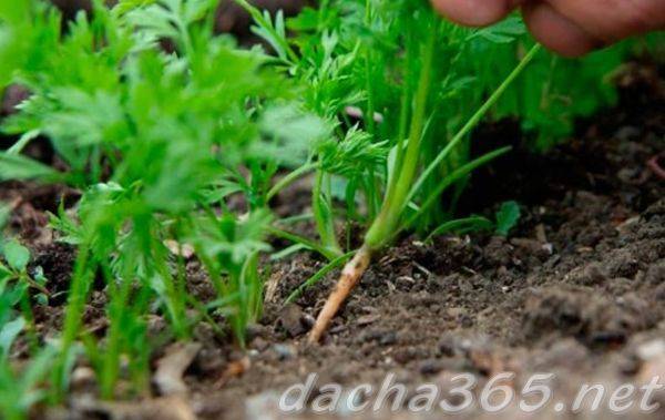 Как сажать морковь семенами в открытом грунте, чтобы не прореживать?
