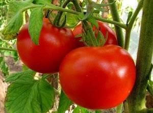 Сортовые особенности томата диаболик