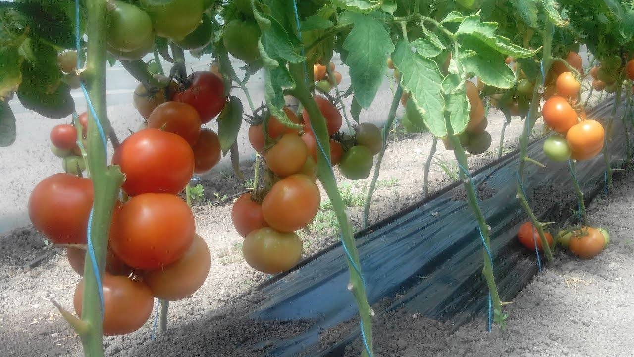 Лучший ранний томат махитос
