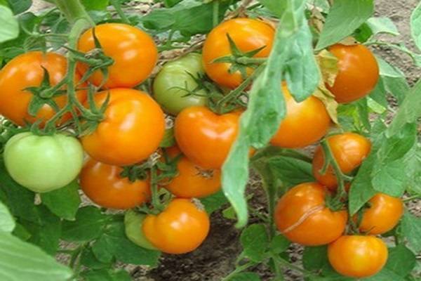 Характеристика и описание сорта томата черри вишня красная его урожайность