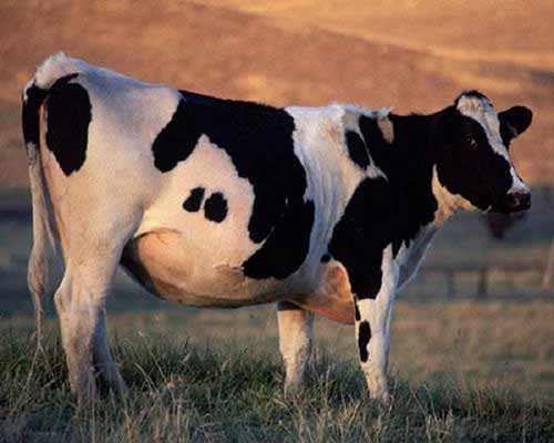 Почему корова резко сбавила молоко?