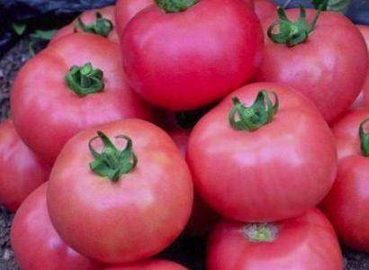 Характеристика и описание сорта томата Пинк буш f1, его урожайность