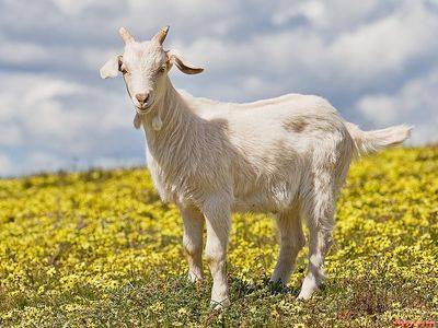 Как и чем правильно кормить козу?