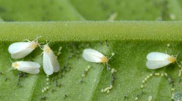 Белокрылка на помидорах, капусте, огурцах - методы борьбы с паразитом