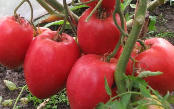 Большая мамочка – отличная новинка среди ранних салатных томатов