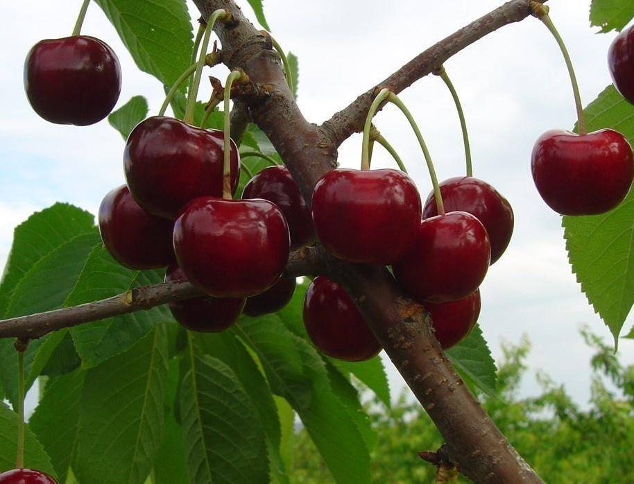 Ревна – зимостойкая черешня, дающая хороший урожай. описание сорта, отзывы дачников, советы по выращиванию