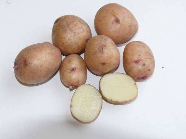Столовый, среднепоздний картофель «аврора»: описание сорта, характеристики и фото