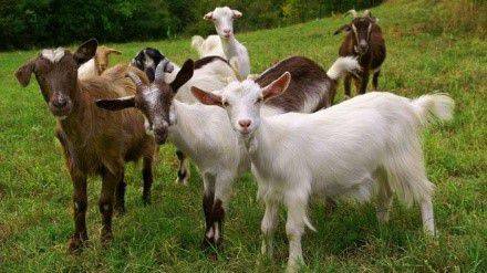 Что делать при поносе у козы
