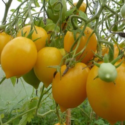 Томат «сладкое чудо»: крупные плоды с ярко-выраженным вкусом