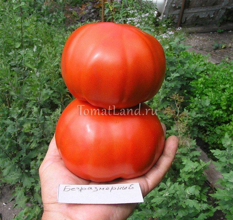 Характеристика и описание сорта томата Безразмерный