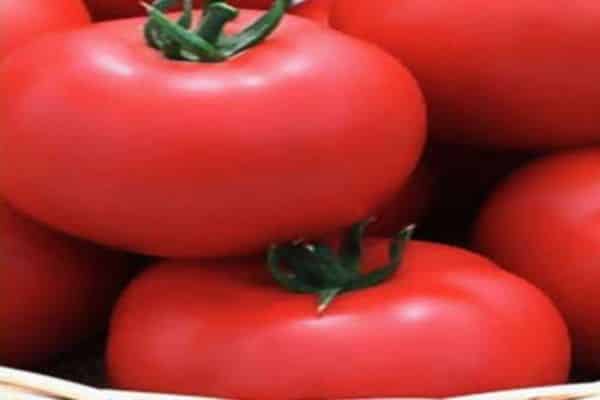 Описание сорта томата Ягуар, выращивание и урожайность 