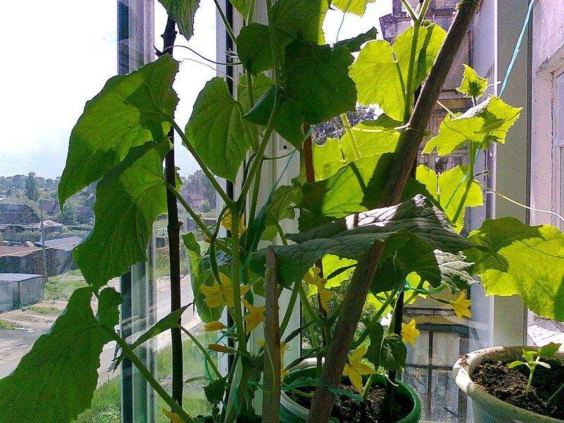 Как растить огурцы дома на балконе