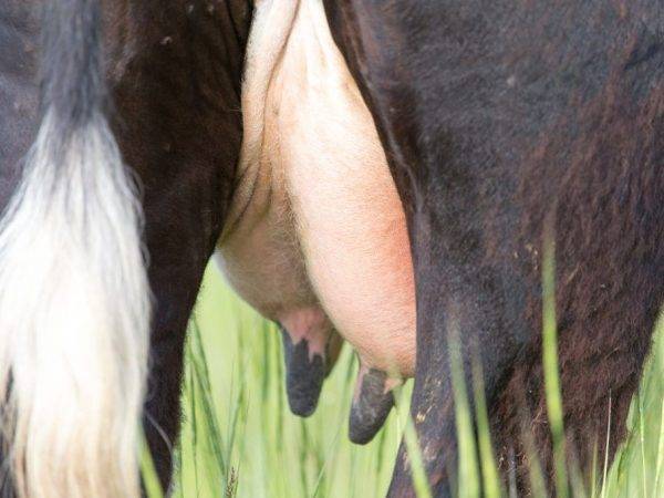 Почему молоко у коровы соленое: возможные причины и заболевания, правила лечения