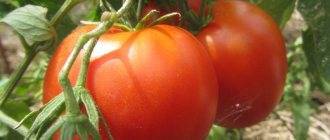 Описание сорта томат Пабло, урожайность и выращивание