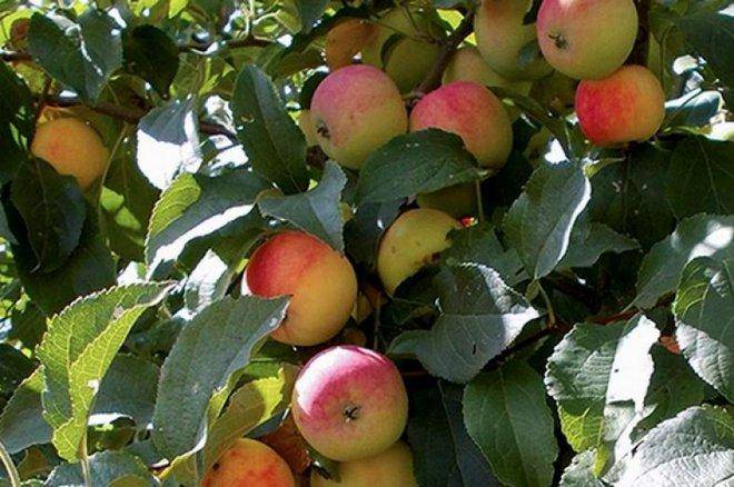Лучшие летние сорта яблонь, в том числе колоновидные: фото, названия, описание сладких плодов и особенности ухода