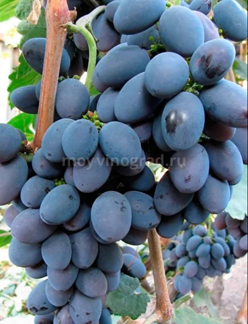 Описание и характеристика винограда сорта Мерло, его достоинства и недостатки