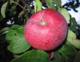 Описание и характеристики сорта яблонь Строевское, выращивание и уход