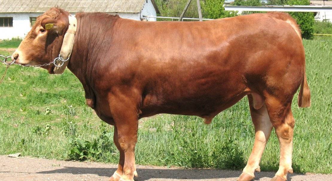 Описание и характеристики комолых коров, топ-5 пород и их содержание