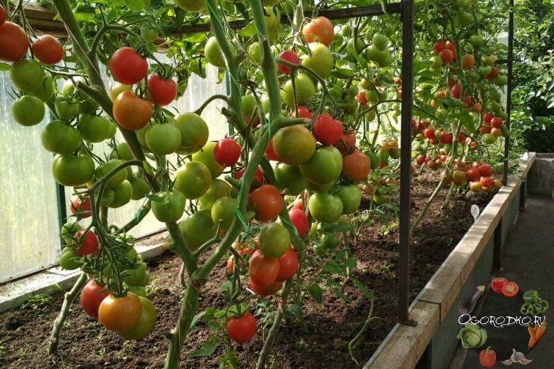 Подкормка томатов в теплице. самые лучшие удобрения, и когда их нужно использовать