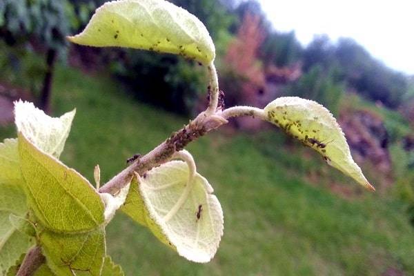 Как бороться с короедом на яблоне — советы садоводов