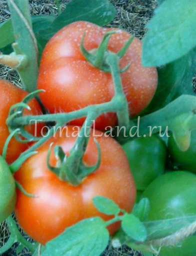 Сорт томата «лабрадор»: фото, отзывы, описание, характеристика, урожайность