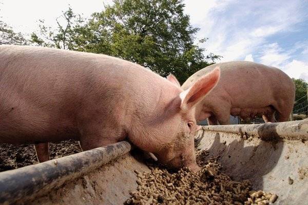 Как правильно давать свиньям ботву от помидор и можно ли это делать