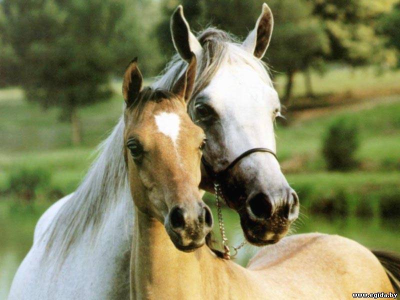 Случка и разведение породистых лошадей и коней