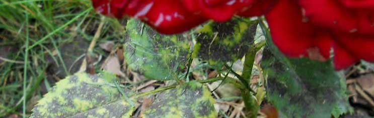 Ржавчина – одна из самых опасных болезней роз