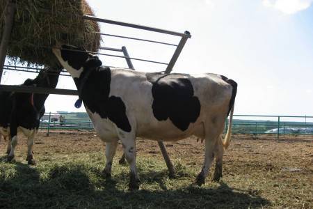 Породы крупного рогатого скота: разновидности и советы по выбору
