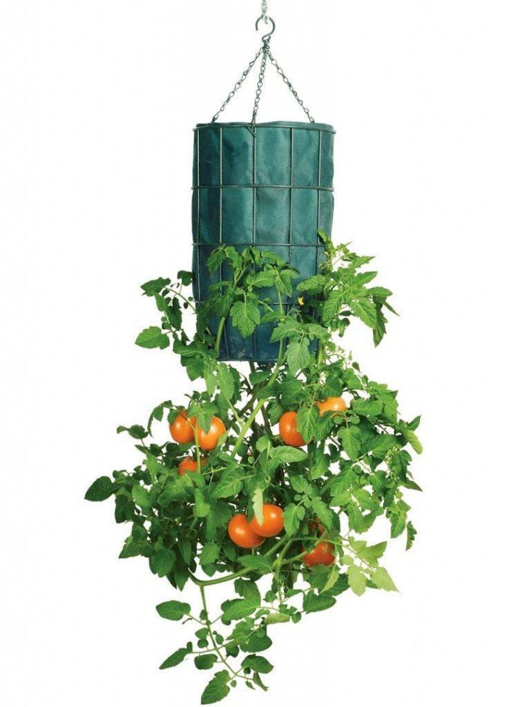 Как выращивать помидоры головой вниз?