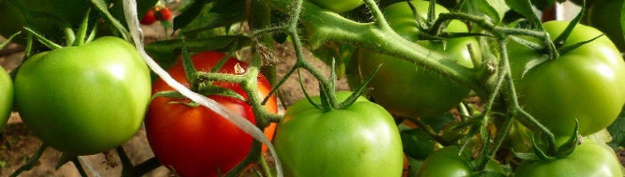 Почему трескаются помидоры в теплице при созревании на кусту?